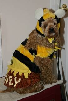 Bee Dogs gallery image