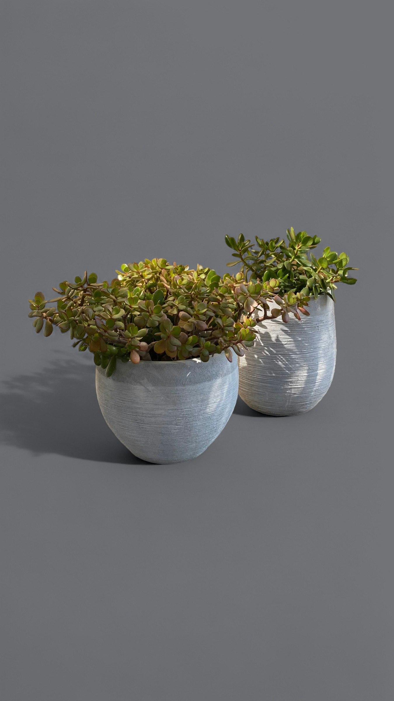 Poll option PhotoRoom Instant Shadows image