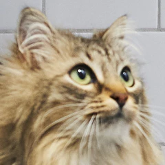 Cove: A simple, beautiful litter box