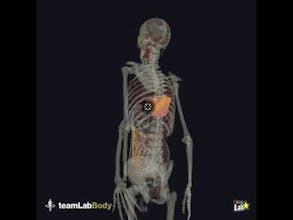 3D anatomy by teamLabBody gallery image