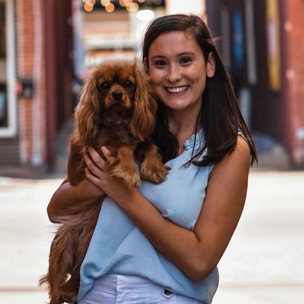 Cavalier King Charles Breeders gallery image