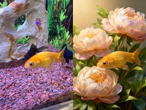 Petsy AI gallery image