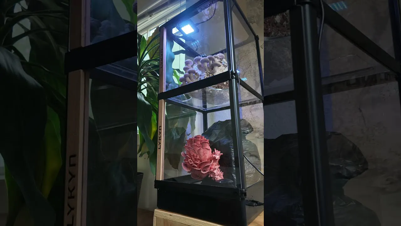 Lykyn Smart Mushroom Grow Box gallery image