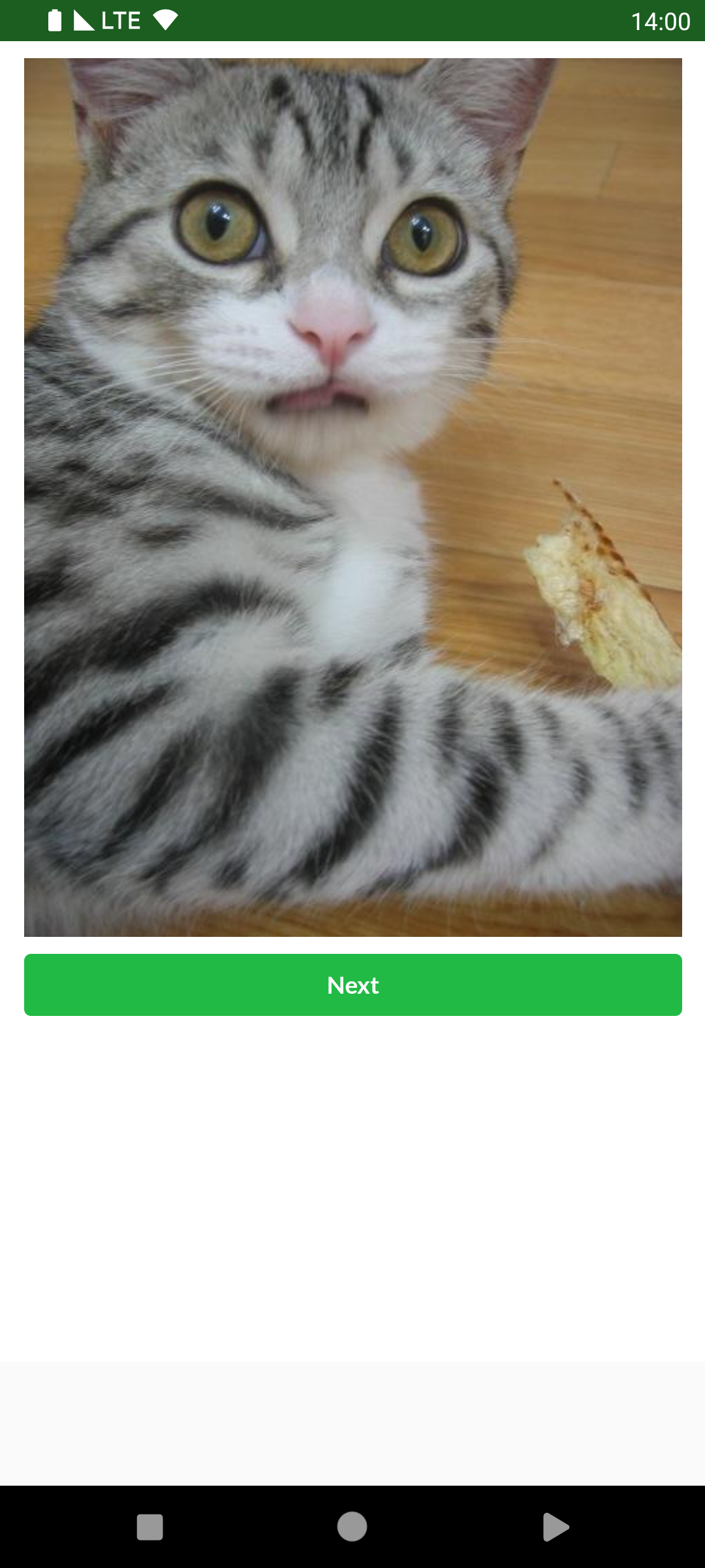 Immagini per gatti - Immagini per gatti media 6