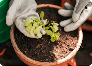 LingoLeaf gallery image