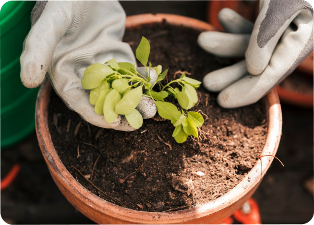 LingoLeaf - Screenshot 2 showing product features and functionality