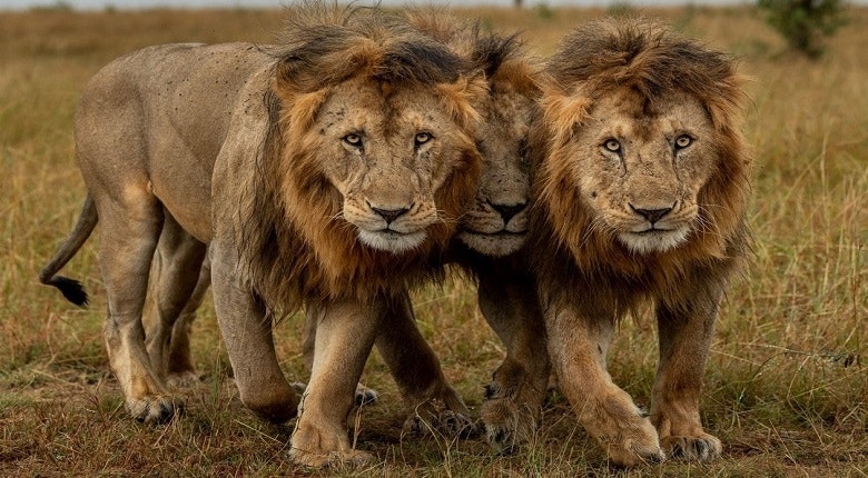 Africantrust Safari gallery image