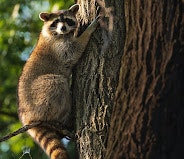 Aspen Wildlife Control gallery image