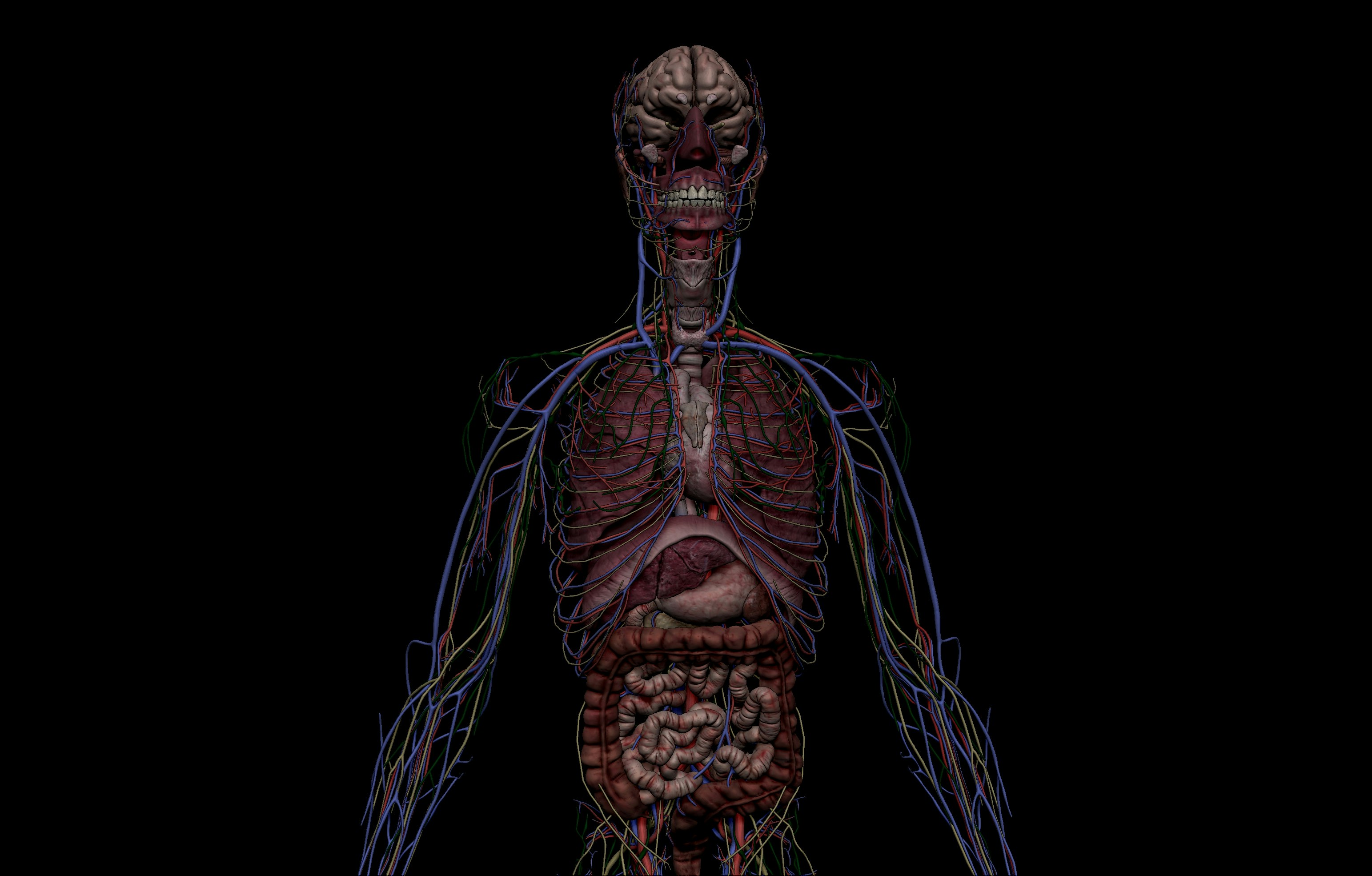 SA Anatomy gallery image