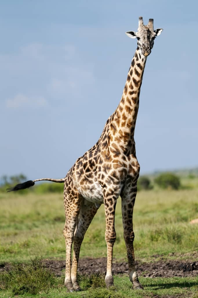 Africantrust Safari gallery image