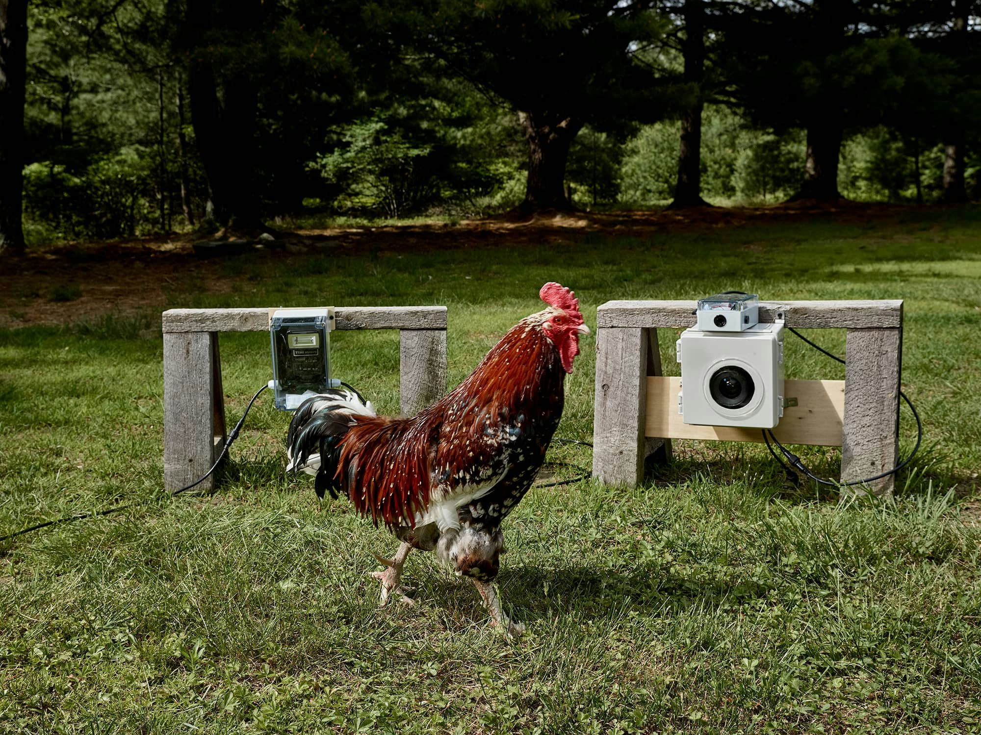 ภาพถ่ายไก่ media 1