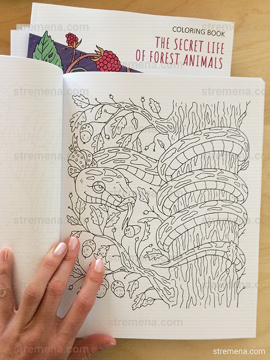 The Secret Life of Forest Animals gallery image