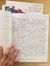 The Secret Life of Forest Animals gallery image