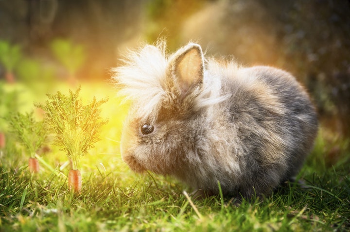 RabbutFacts gallery image