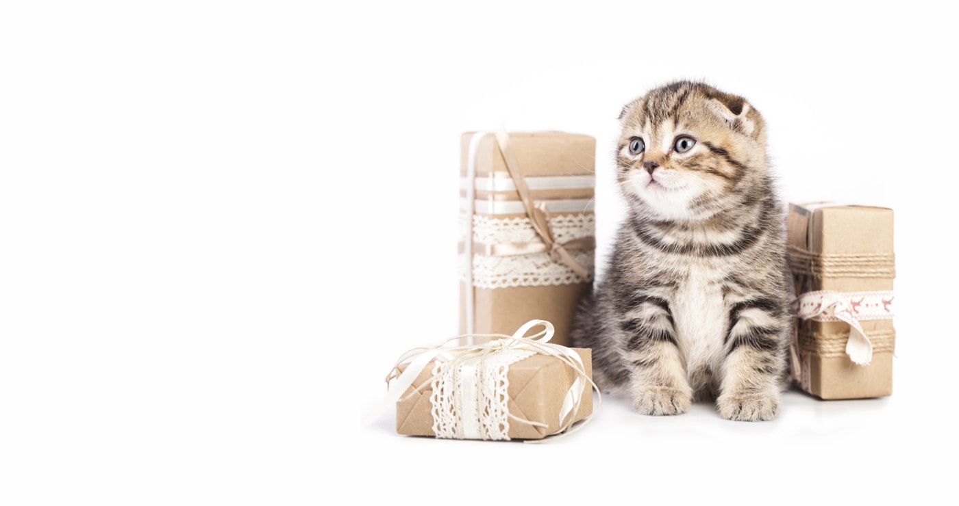 Cat Lady Box Reviews Pros Cons And Rating Product Hunt