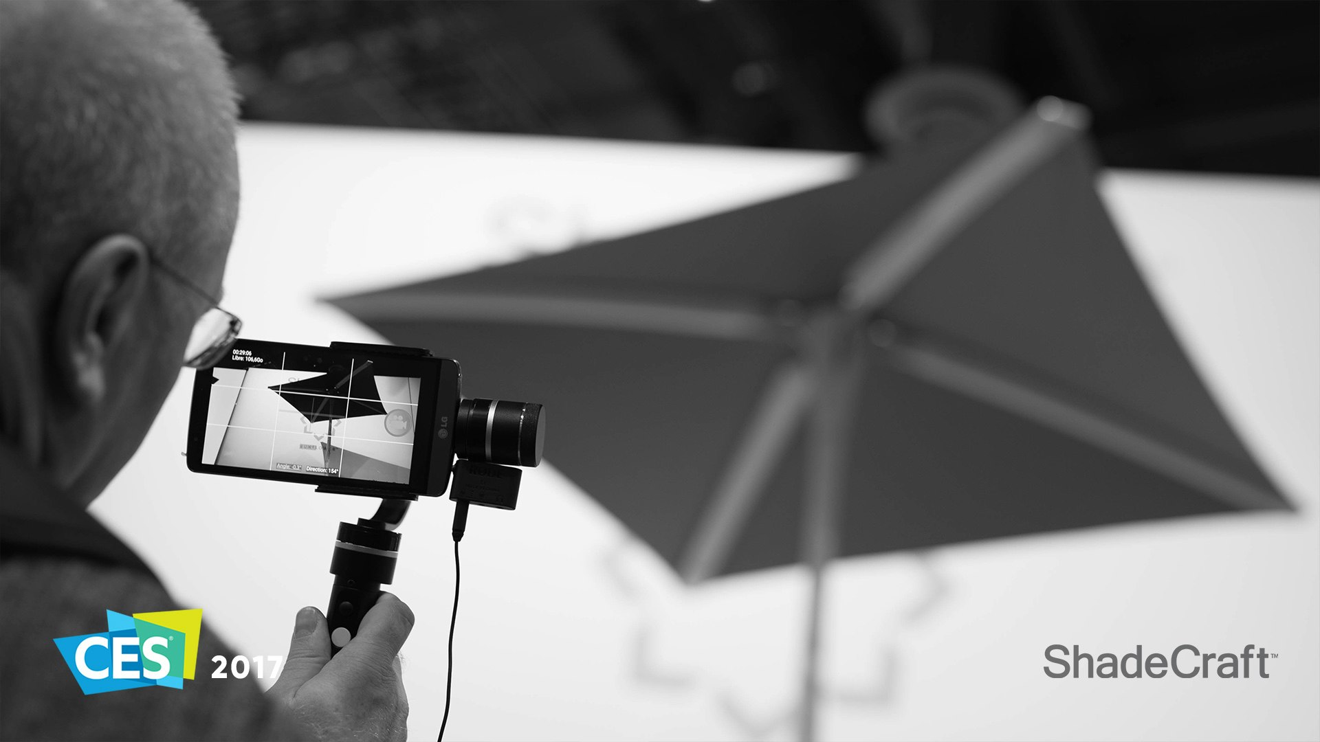 Sunflower gallery image