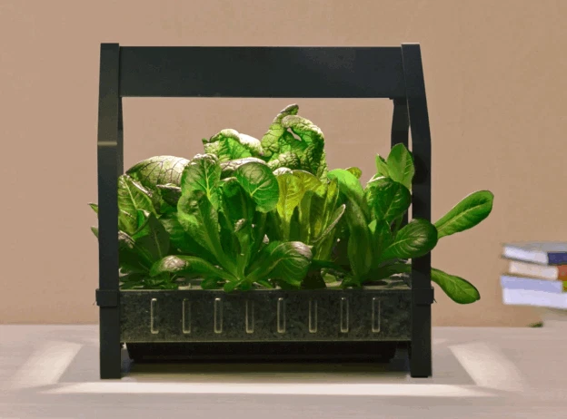 KRYDDA/VÄXER by IKEA