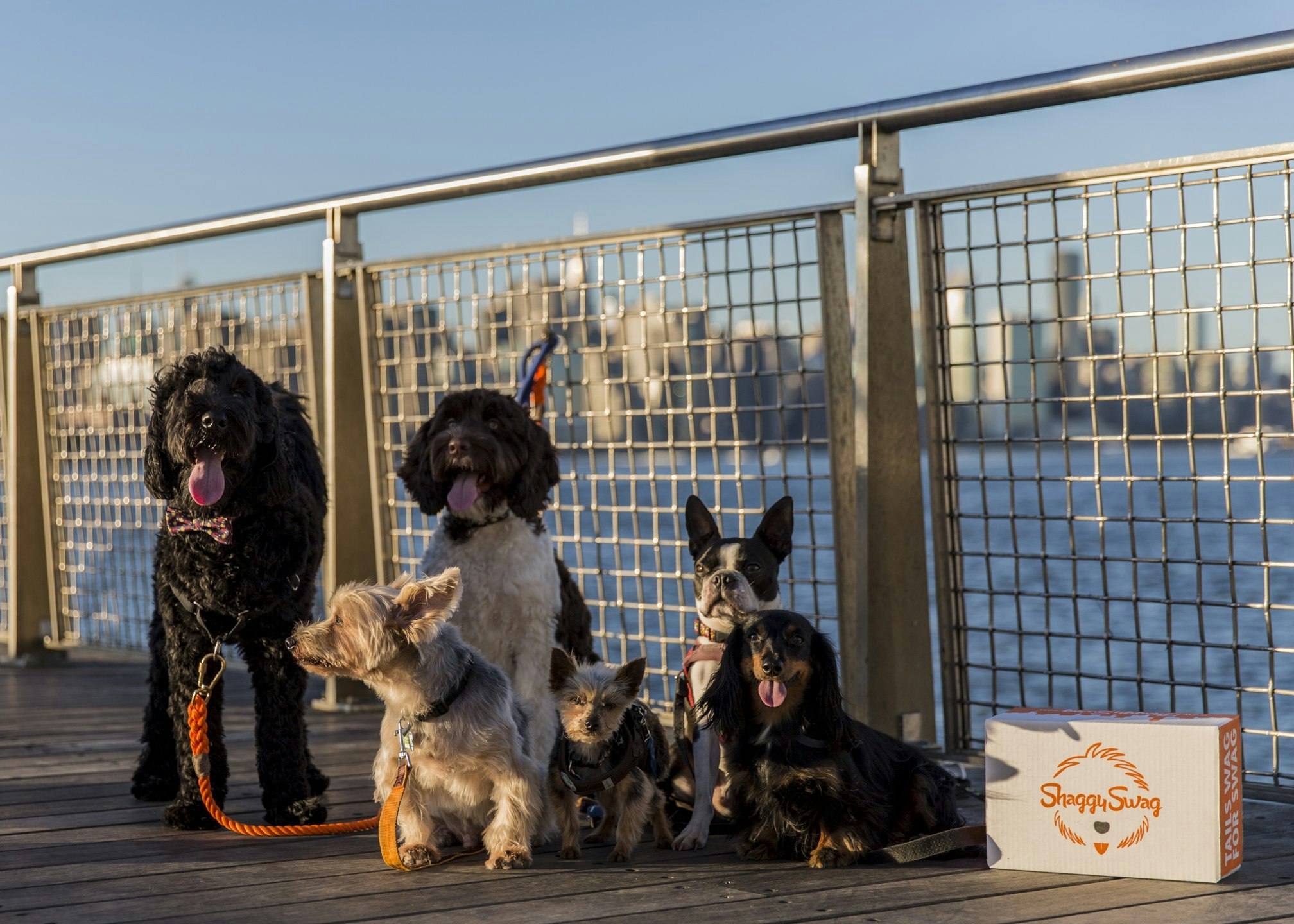 ShaggySwag gallery image