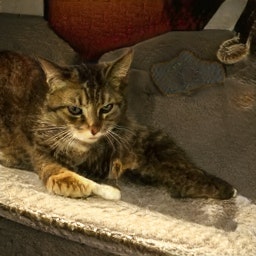 This Cat Does Not Exist gallery image