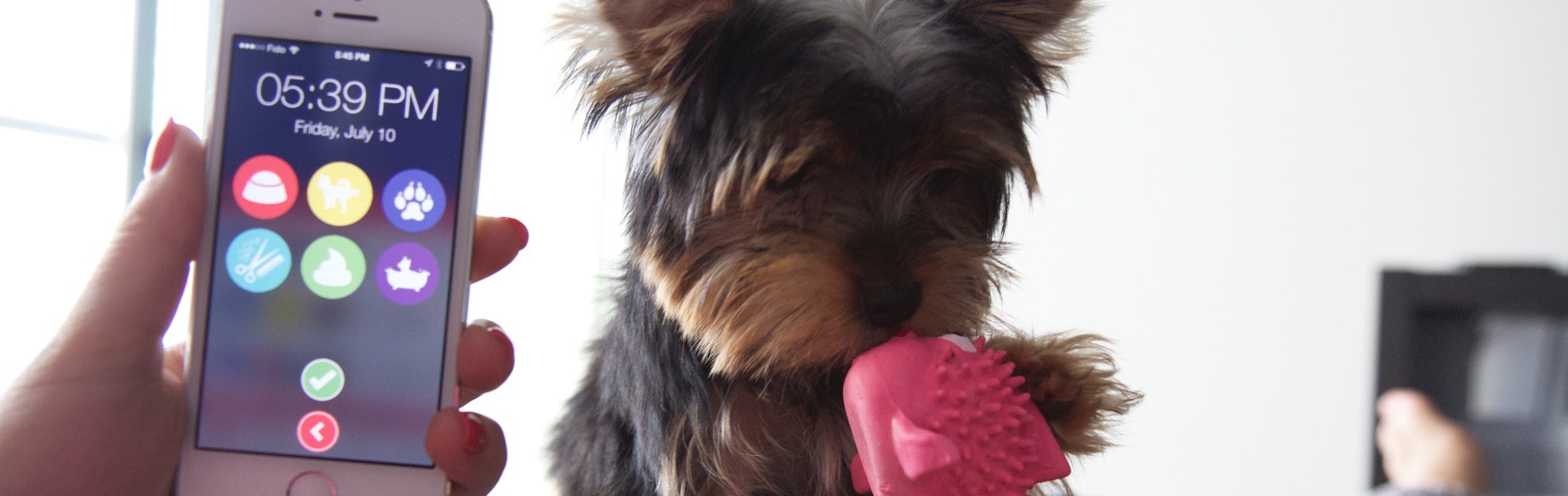 DogSync gallery image