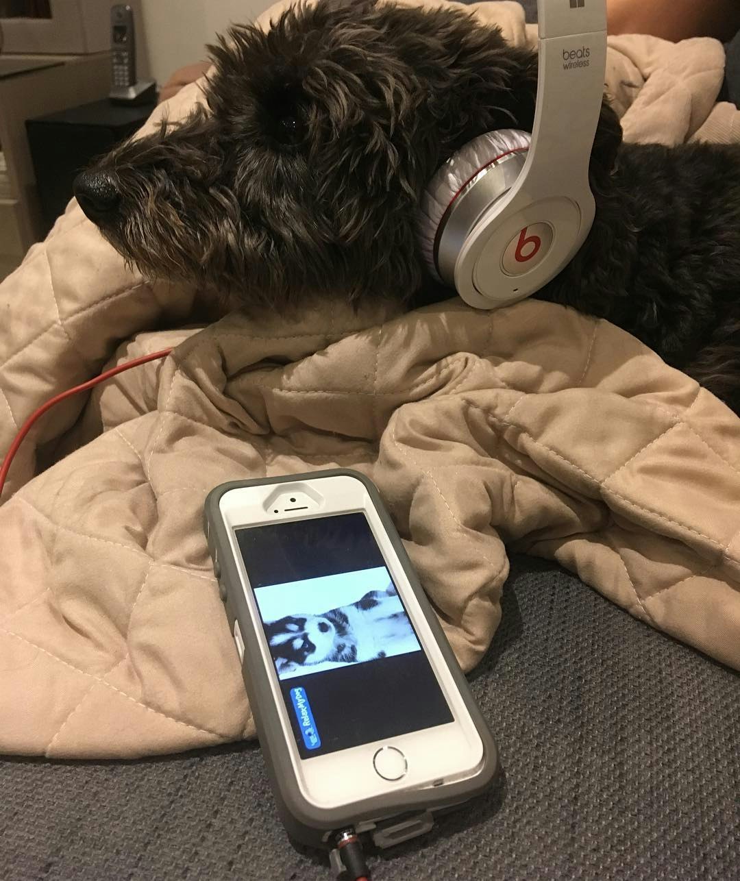 RelaxMyDog gallery image