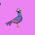 Pigeon