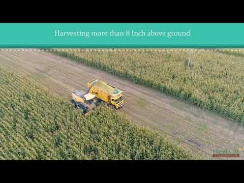 Corn Silage gallery image