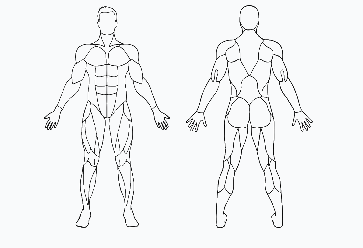 Muscle Wiki Image