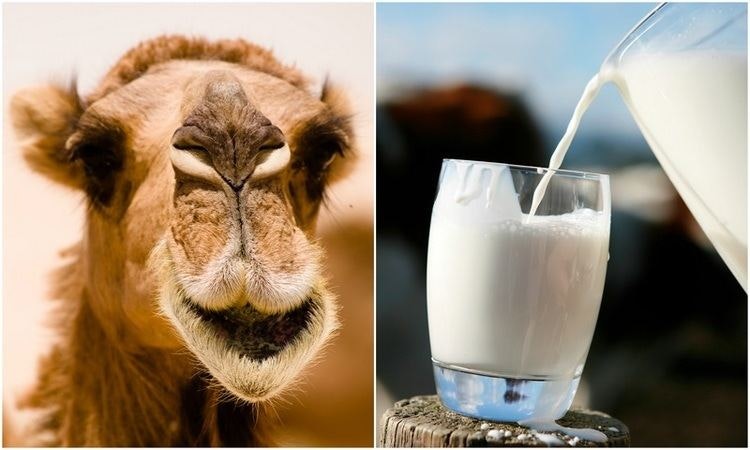 Camel Milk 