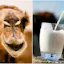 Camel Milk
