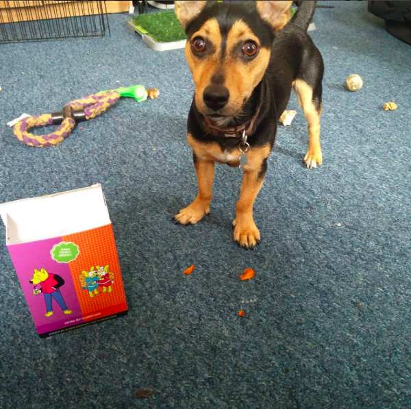 HAZELNUT TREE STICK gallery image