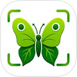 Bug Identifier - Scan Insect ID