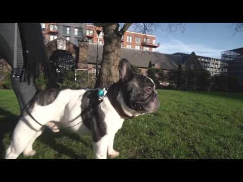 PoochPlay gallery image