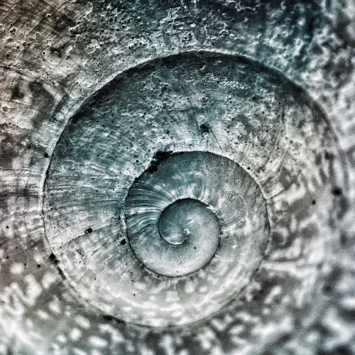 Exploring Intuition In Nature