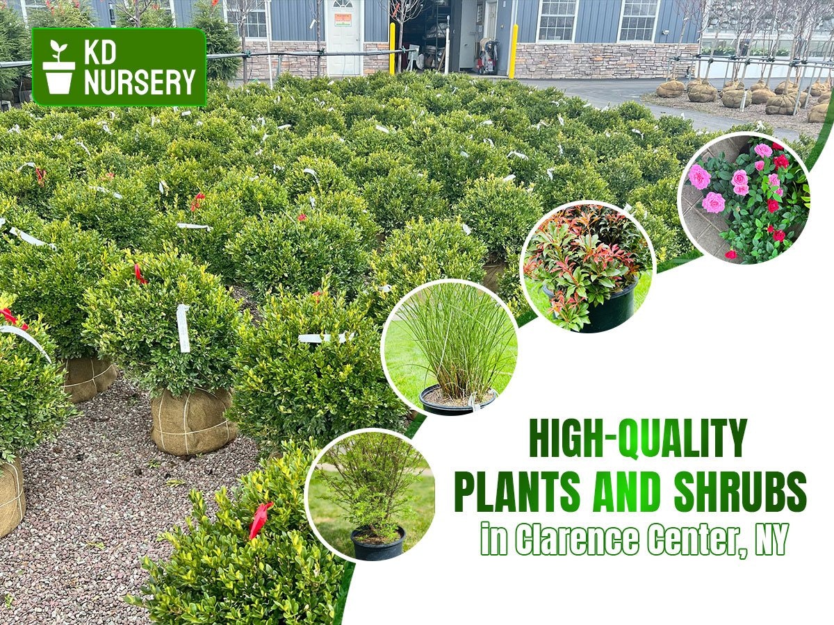 KD Nursery gallery image