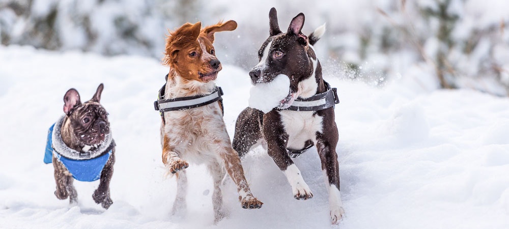 Stephanie Taunton – Train Your New Pet Feel at Home gallery image