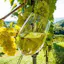 Oklahoma Winery & Wines