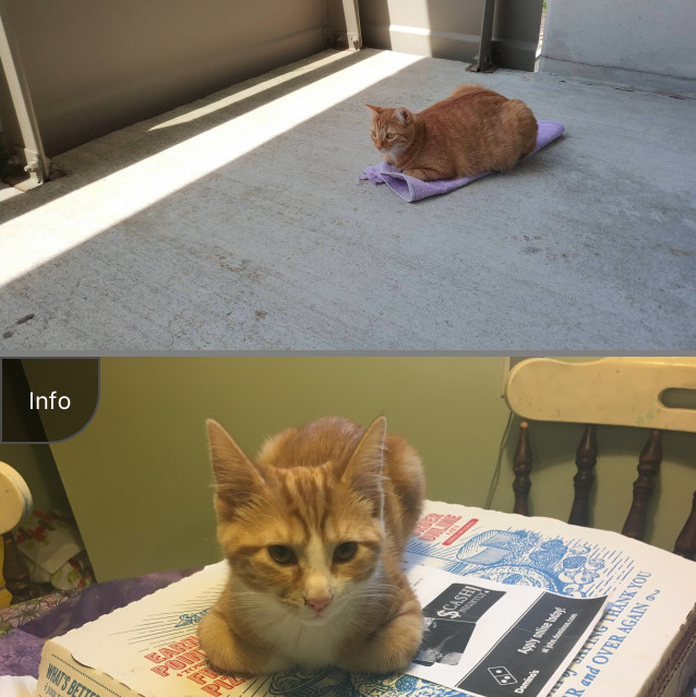 JustCatPics gallery image