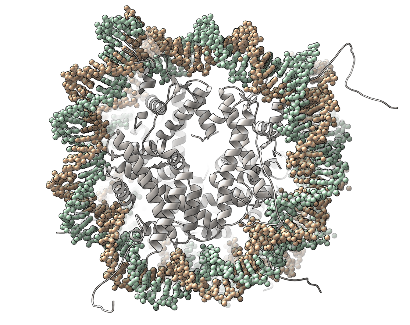 SAMSON gallery image