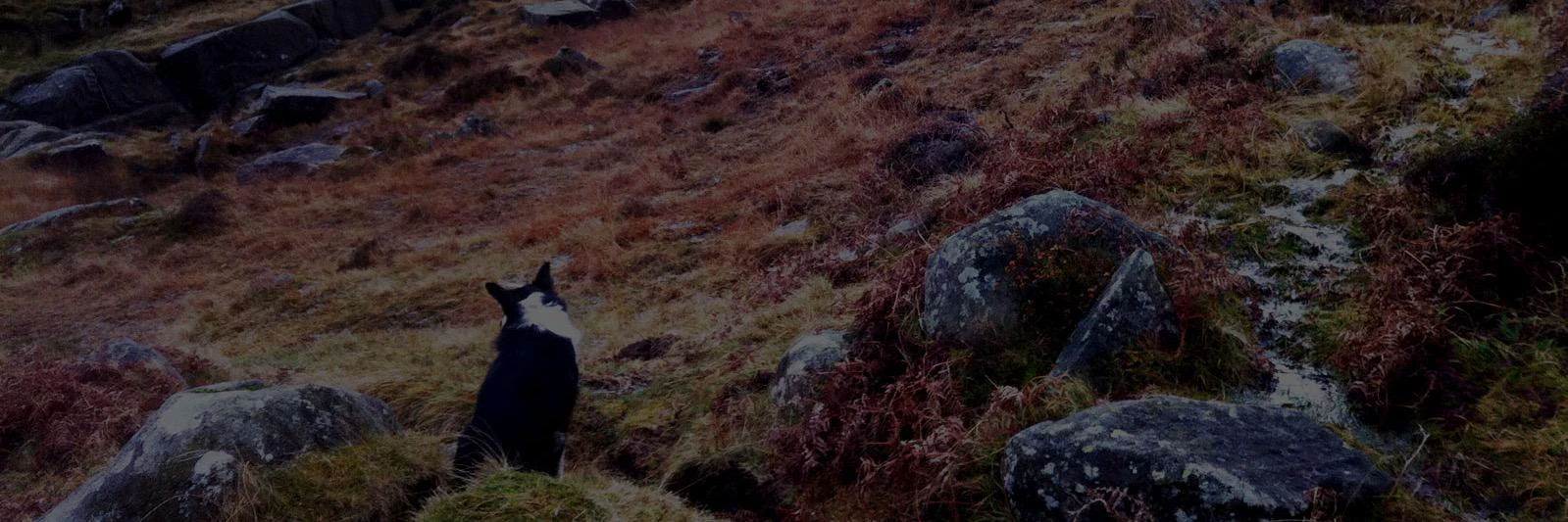 Danny Broughan cover