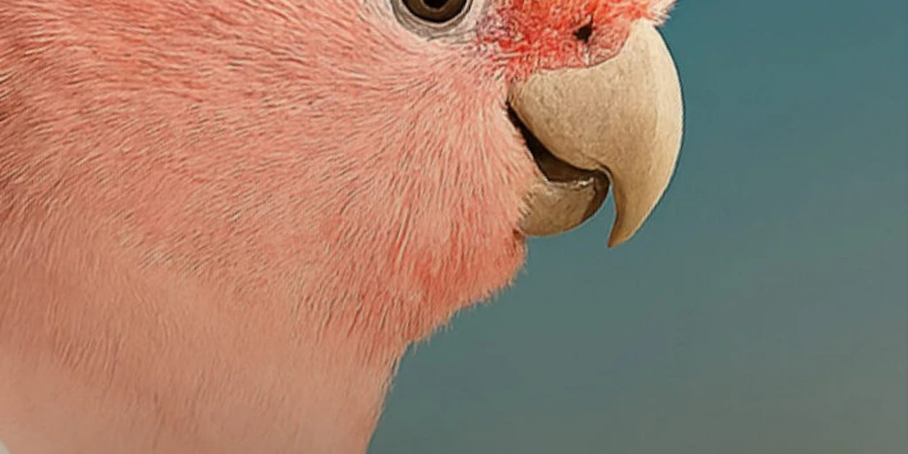 Bird Rise