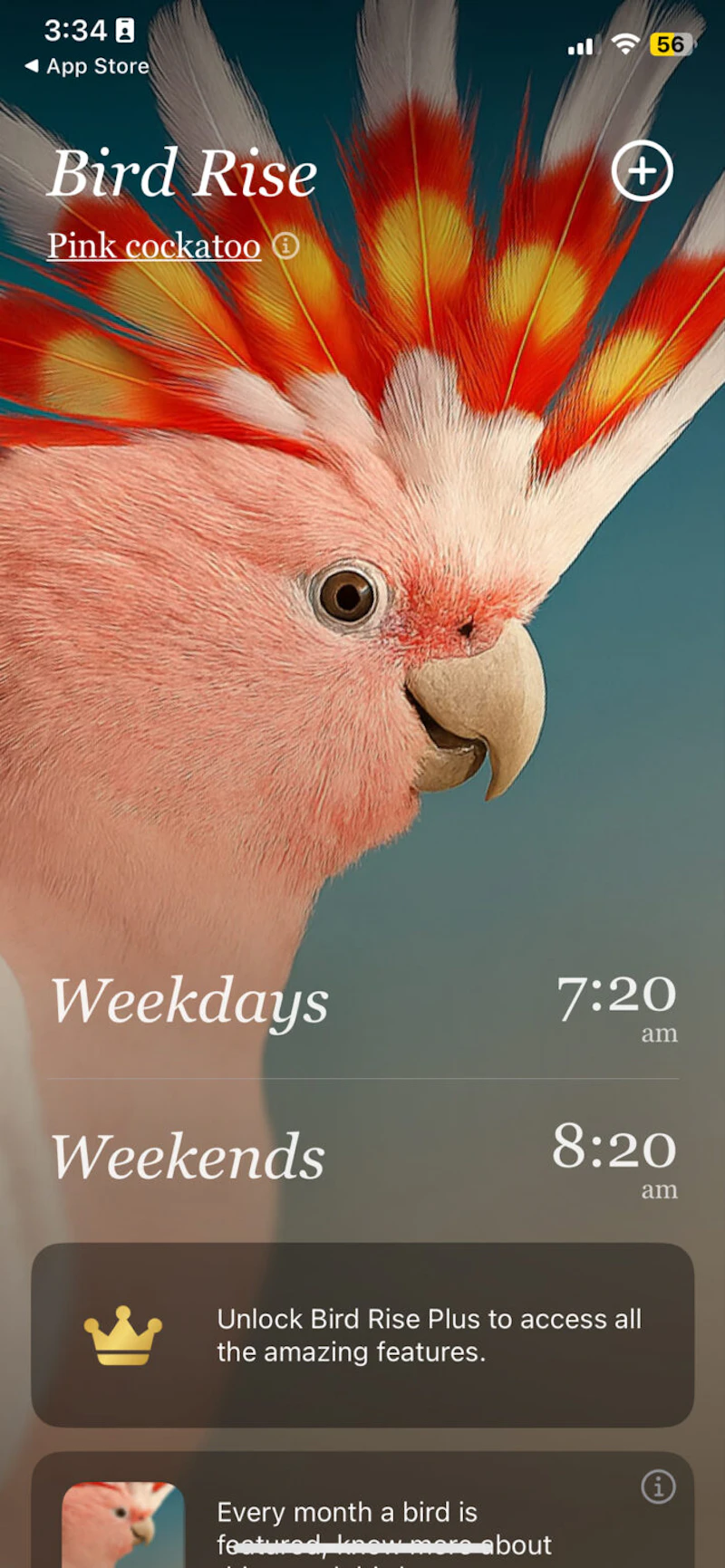 Bird Rise screenshot 2