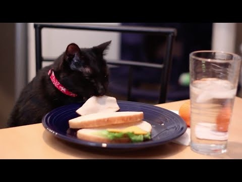 meowbox gallery image