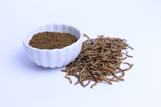 Catch-your-bug gallery image