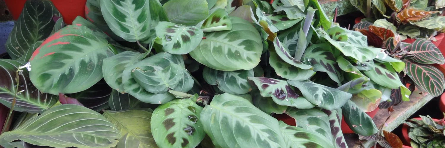 Sahil Satralkar cover