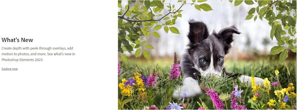 AIDOBE - PTS Elements & Premiere 2023 gallery image