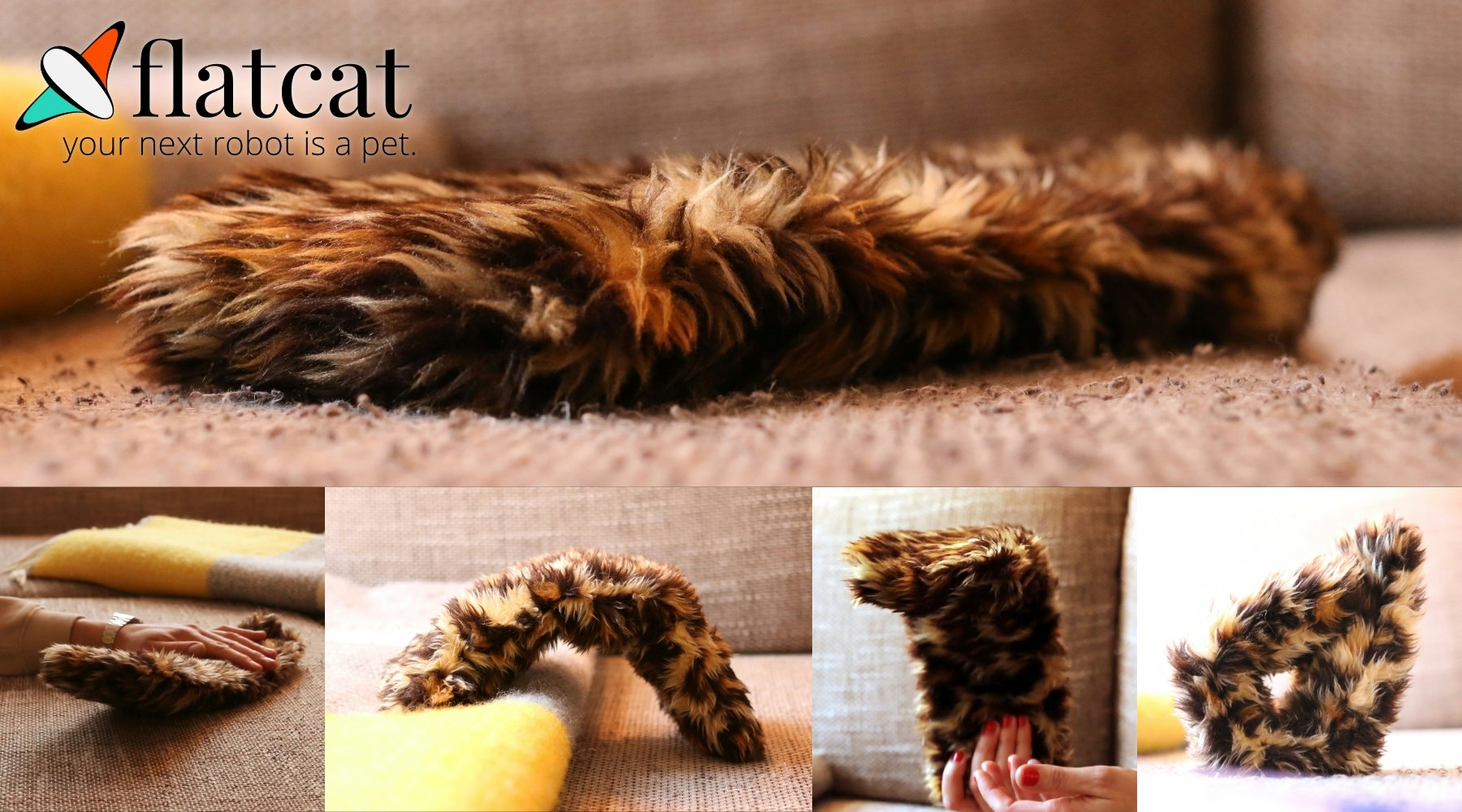 flatcat gallery image