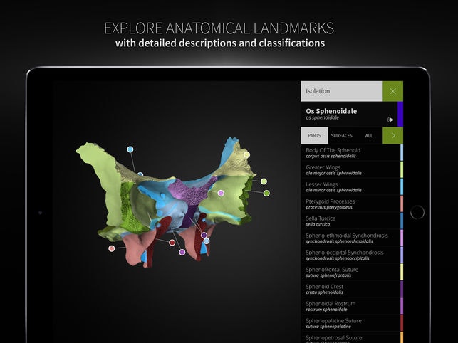 Anatomyka gallery image