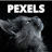 Pexels Cats