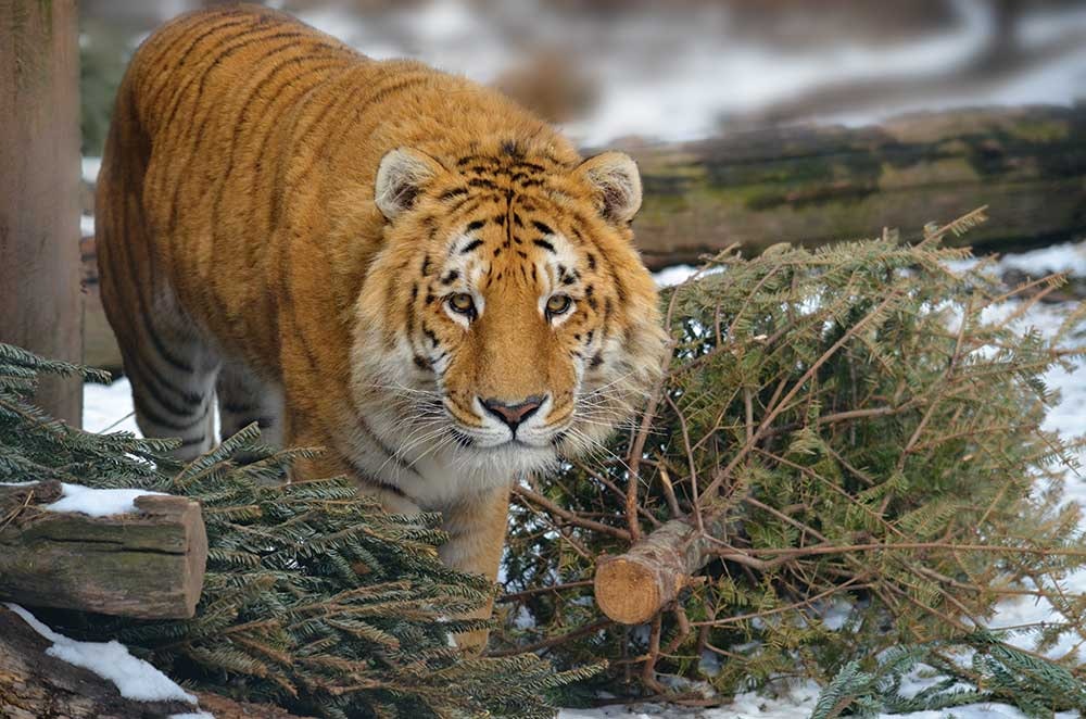 Tiger World 2017 calendar gallery image